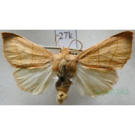 Atethmia centrago (Haworth, 1809) Ozimica średnia Czech27k